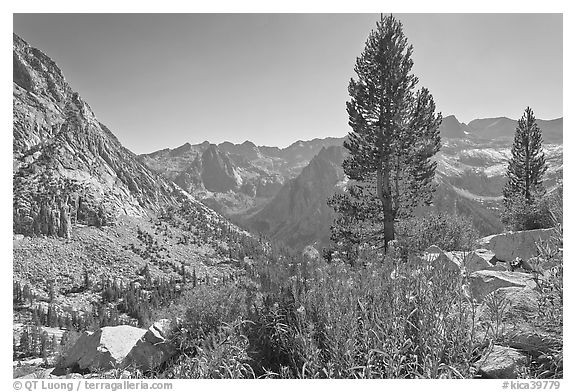 Fireweed and pine trees above Le Conte Canyon. Kings Canyon National Park (black and white)