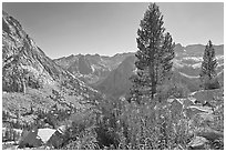 Fireweed and pine trees above Le Conte Canyon. Kings Canyon National Park, California, USA. (black and white)