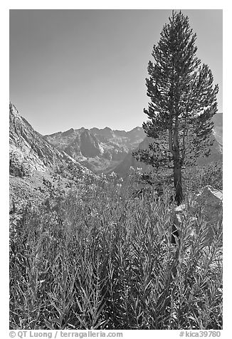 Fireweed and pine tree above Le Conte Canyon. Kings Canyon National Park (black and white)