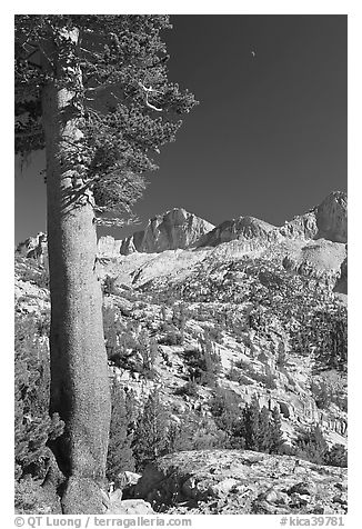 Pine tree, Mt Giraud chain, and moon, afternoon. Kings Canyon National Park (black and white)