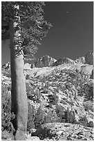 Pine tree, Mt Giraud chain, and moon, afternoon. Kings Canyon National Park ( black and white)