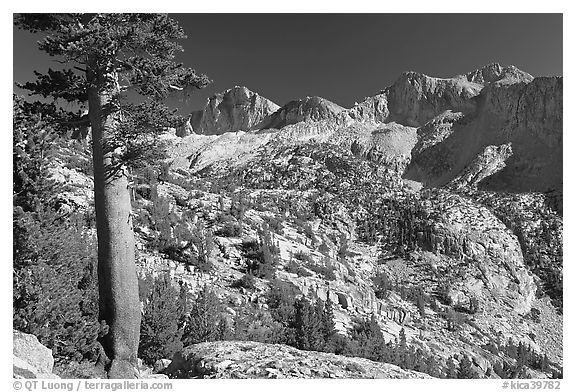 Pine tree and Mt Giraud chain, Lower Dusy basin. Kings Canyon National Park (black and white)