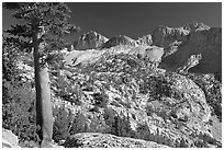 Pine tree and Mt Giraud chain, Lower Dusy basin. Kings Canyon National Park ( black and white)