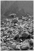 Boulders in meadow and Le Conte Canyon walls. Kings Canyon National Park ( black and white)