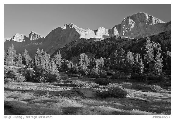 Meadow, trees and mountains, late afternoon, Lower Dusy basin. Kings Canyon National Park (black and white)
