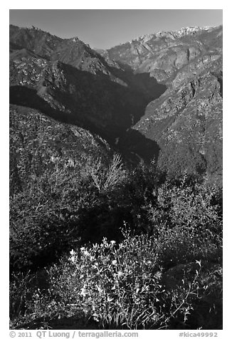 Flowers and Middle Forks of the Kings River. Kings Canyon National Park (black and white)