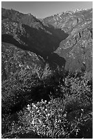 Flowers and Middle Forks of the Kings River. Kings Canyon National Park ( black and white)