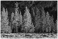 Pine trees and cliff in shade, Cedar Grove. Kings Canyon National Park ( black and white)