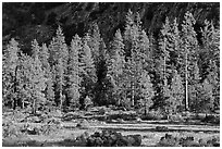 Meadow, lodgepole pines, and cliff early morning. Kings Canyon National Park ( black and white)