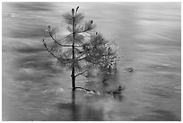 Flooded pine sappling and reflections. Kings Canyon National Park ( black and white)