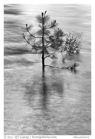 Pine sappling in middle of river. Kings Canyon National Park (black and white)