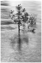 Pine sappling in middle of river. Kings Canyon National Park ( black and white)