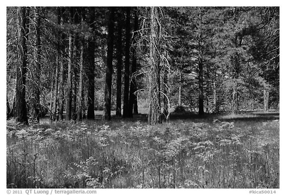 Ferns and trees bordering Zumwalt Meadows. Kings Canyon National Park (black and white)