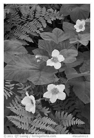 Close-up of ferns and flowers. Kings Canyon National Park (black and white)