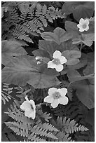 Close-up of ferns and flowers. Kings Canyon National Park, California, USA. (black and white)