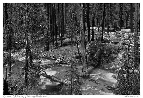 Streams in forest in the spring, Cedar Grove. Kings Canyon National Park (black and white)