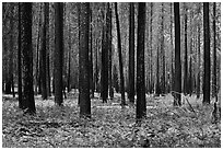 Burned forest and ferns. Kings Canyon National Park, California, USA. (black and white)