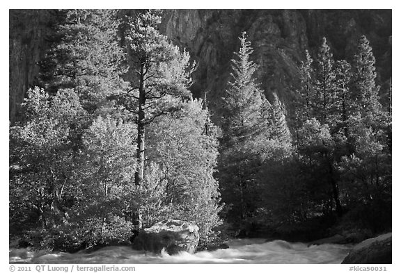 Stream and pine trees in spring. Kings Canyon National Park (black and white)