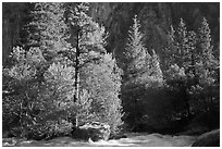 Stream and pine trees in spring. Kings Canyon National Park ( black and white)