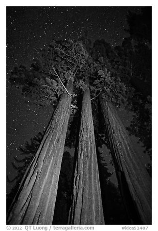 Group of sequoia trees under the stars. Kings Canyon National Park (black and white)