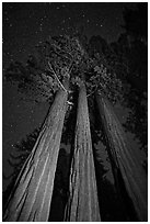 Group of sequoia trees under the stars. Kings Canyon National Park, California, USA. (black and white)