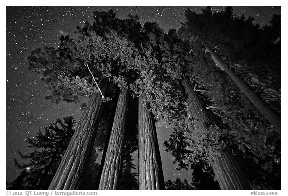 Giant sequoia grove and starry sky. Kings Canyon National Park (black and white)