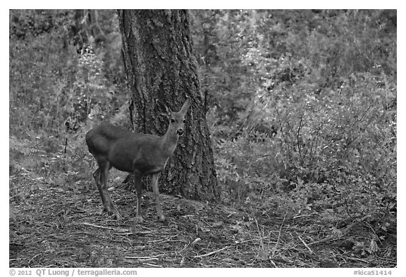Juvenile deer. Kings Canyon National Park (black and white)