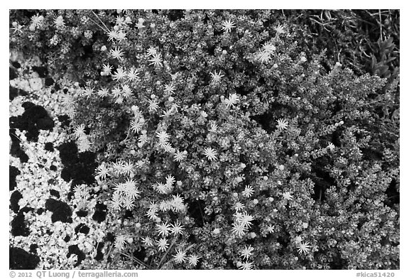 Tiny yellow flowers. Kings Canyon National Park (black and white)
