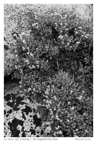 Flowers on granite crack. Kings Canyon National Park (black and white)