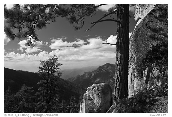 Pine and outcrops, Lookout Peak. Kings Canyon National Park (black and white)