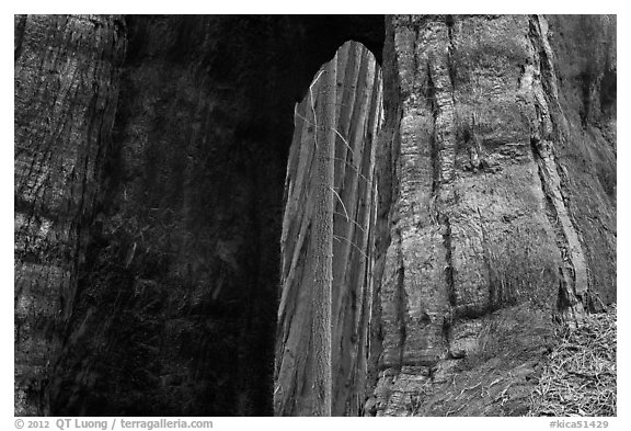 Opening created by fire at base of sequoia tree. Kings Canyon National Park (black and white)