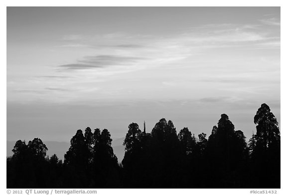 Silhouettes of sequoia tree tops at sunset. Kings Canyon National Park (black and white)