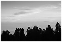 Silhouettes of sequoia tree tops at sunset. Kings Canyon National Park ( black and white)
