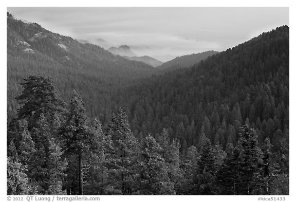 Redwood Mountain Grove, largest sequoia grove. Kings Canyon National Park (black and white)