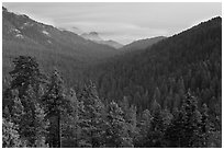 Redwood Mountain Grove, largest sequoia grove. Kings Canyon National Park ( black and white)