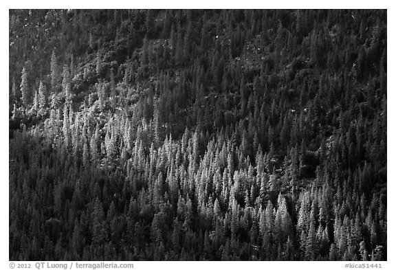 Forest on Cedar Grove valley walls. Kings Canyon National Park (black and white)