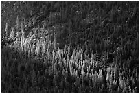 Forest on Cedar Grove valley walls. Kings Canyon National Park ( black and white)