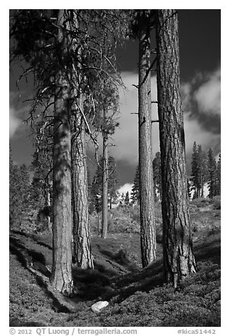 Ponderosa pine trees and sky, Hotel Creek. Kings Canyon National Park (black and white)