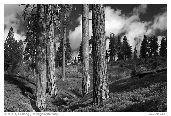 Group of Ponderosa pines and sky. Kings Canyon National Park (black and white)