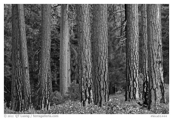 Textured trunks of Ponderosa pines. Kings Canyon National Park (black and white)