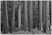 Textured trunks of Ponderosa pines. Kings Canyon National Park ( black and white)