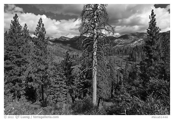 Tall standing dead tree and forest. Kings Canyon National Park (black and white)