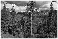 Tall standing dead tree and forest. Kings Canyon National Park ( black and white)