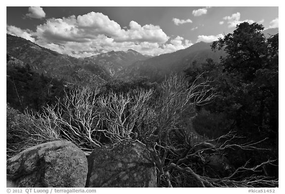 Manzanita branches and Cedar Grove Valley. Kings Canyon National Park (black and white)