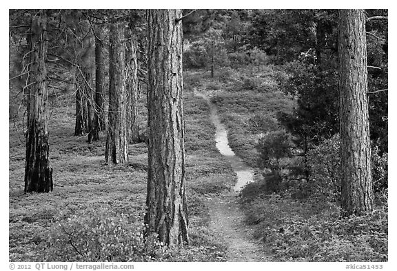 Trail in pine forest. Kings Canyon National Park (black and white)