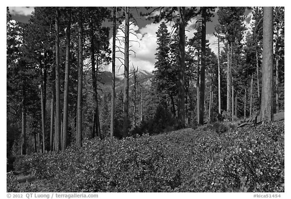 Pine trees and mountains. Kings Canyon National Park (black and white)