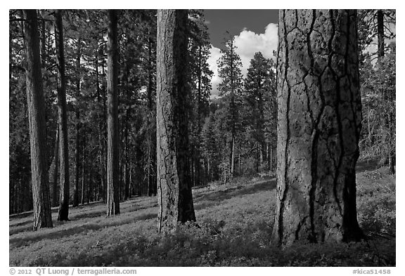 Ponderosa pine forest. Kings Canyon National Park (black and white)