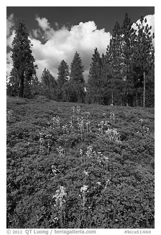 Wildflowers and pine forest. Kings Canyon National Park (black and white)