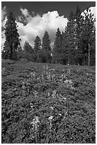 Wildflowers and pine forest. Kings Canyon National Park ( black and white)