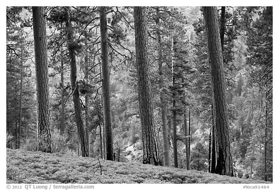 Pine trees, Lewis Creek. Kings Canyon National Park (black and white)